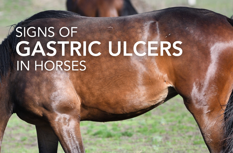 Signs of Gastric Ulcers in Horses - Equine Science Matters™